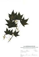 藏品(臺灣掌葉槭)的圖片